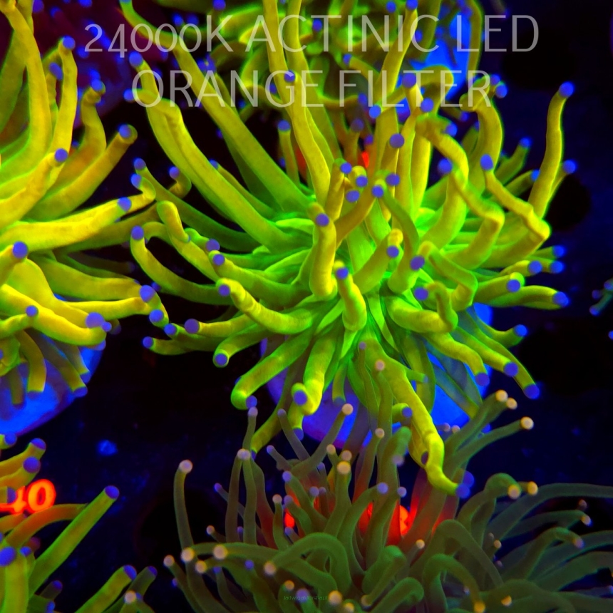 Euphyllia glabrescens OG HOLY GRAIL TORCH (17.01.2026) KR-133