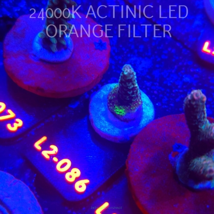 Acropora sp. AUSTRALIA (12.11.2025) L2-086  3cm