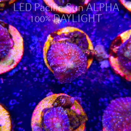Rhodactis WWC LEMON HAZE (23.01.2025)