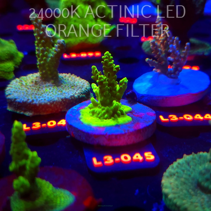 Acropora sp. PREMIUM AUSTRALIA (09.05.2026) L3-045  5cm