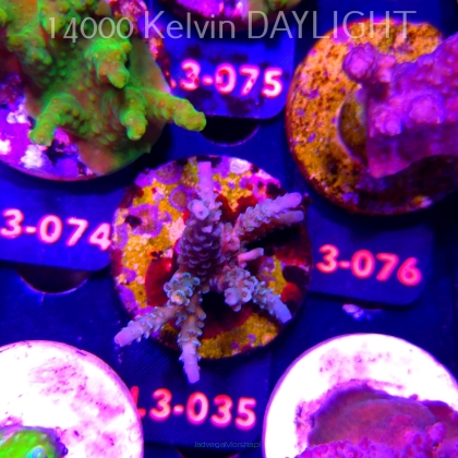 Acropora subulata PURPLE PINK TIP (10.09.2026) L3-035  5cm