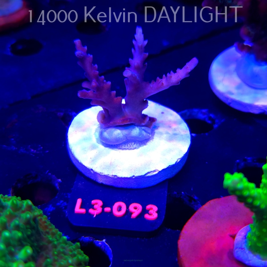 Acropora sp. AUSTRALIA (09.05.2026) L3-093  5cm