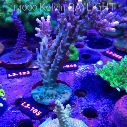 Acropora sp. AUSTRALIA (05.01.2026) L3-105  15cm