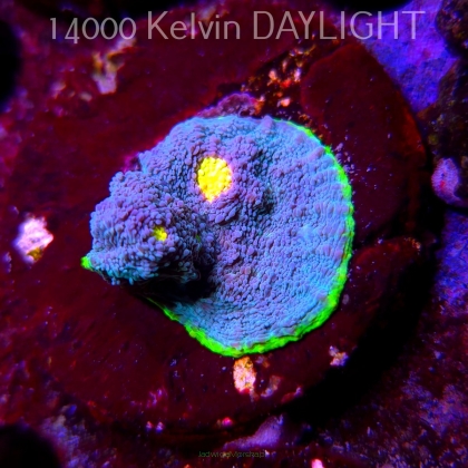   Echinophyllia Flaming Bugatti Chalice (09.05.2025) MM1-I-7  2cm