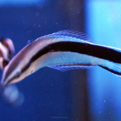Labroides dimidiatus (doktorek) 7-9 cm