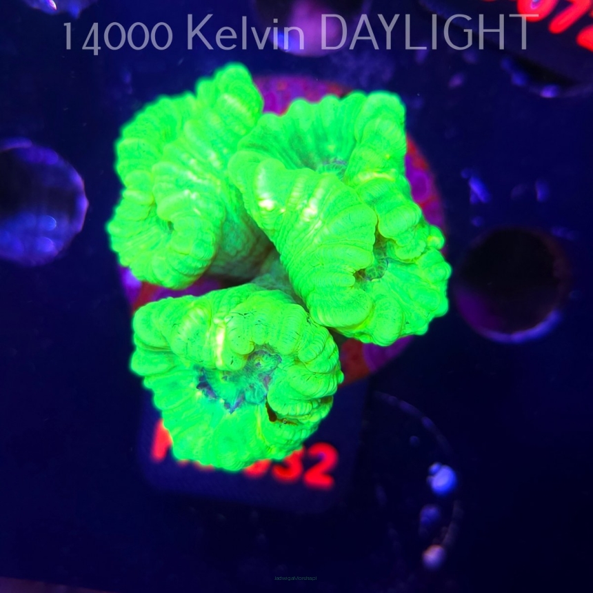Caulastrea furcata (01.06.2026) H3-032  5P
