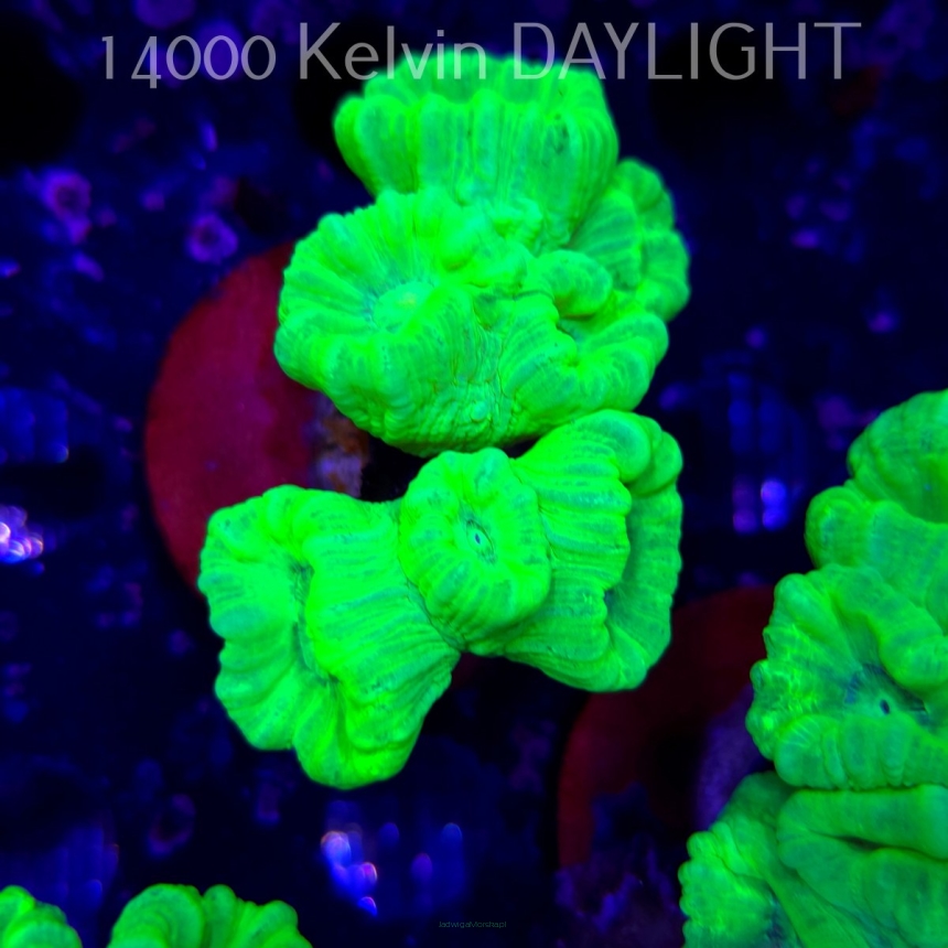 Caulastrea furcata (01.09.2025)  7P