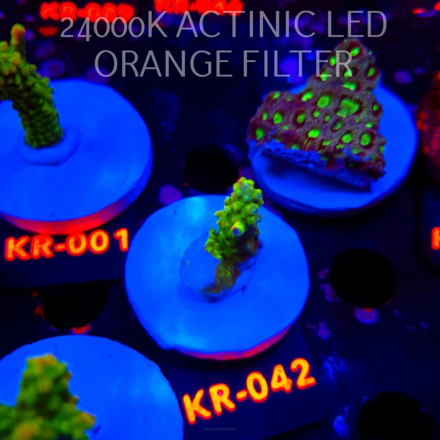 Acropora divaricata JOES MANGO GARDEN (21.04.2026) KR-042  3cm