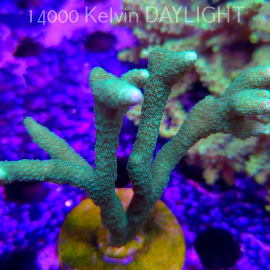 Montipora digitata POWER GREEN (12.04.2026) M3-099  10cm