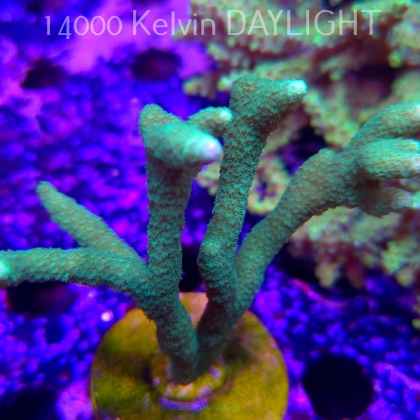 Montipora digitata POWER GREEN (12.04.2026) M3-099  10cm