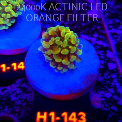 Euphyllia paraancora AUSSIE GREEN HOLOGRAM HAMMER (01.07.2026) H1-143