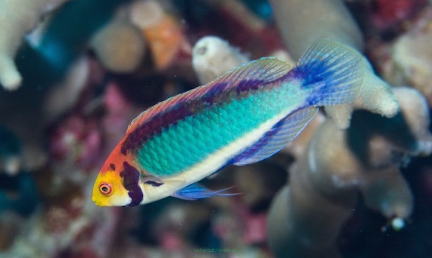 Cirrhilabrus aquamarinus 7-8cm