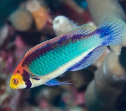 Cirrhilabrus aquamarinus 7-8cm