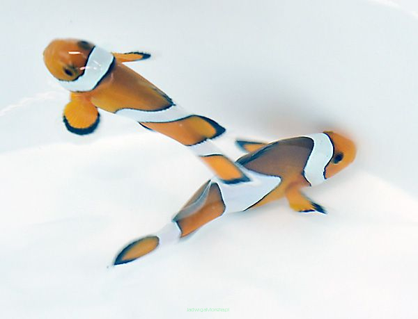 Amphiprion ocellaris 5-6 cm WILD