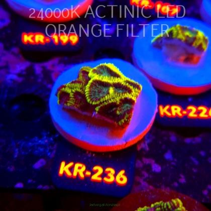 Favia Mystic Grape (21.06.2026) KR-236  4cm