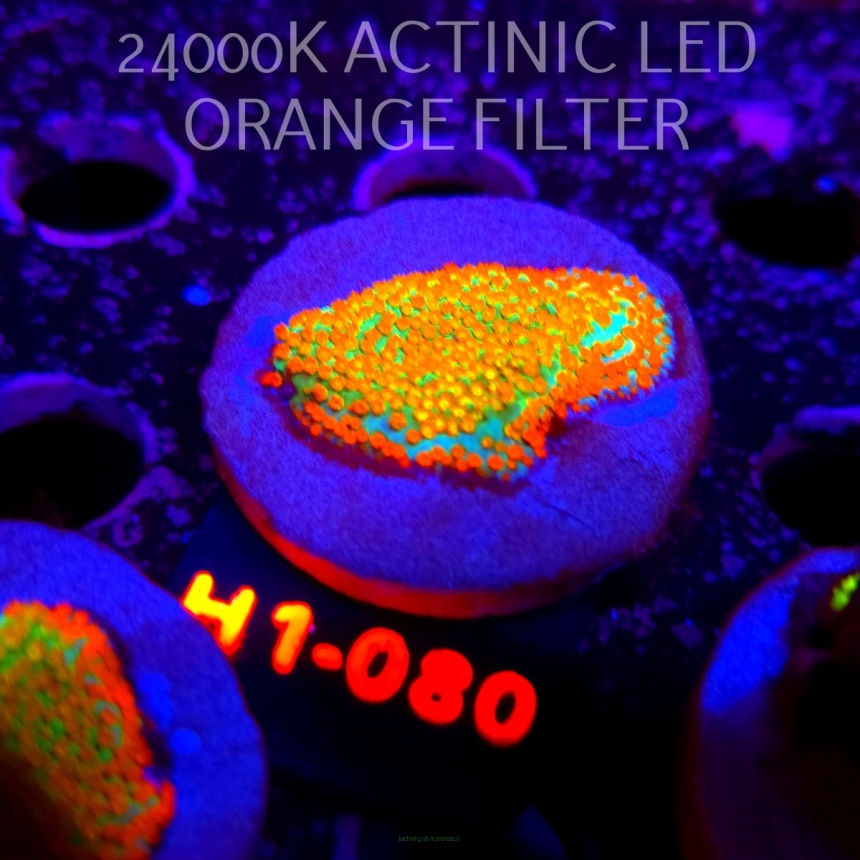 Montipora danae Jason Fox Fruity Pebbles (20.06.2026) H1-080  4cm