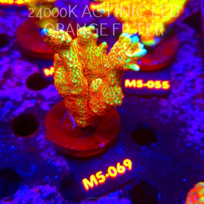 Montipora samarensis BUBBLEGUM (13.04.2026) M5-069  7cm