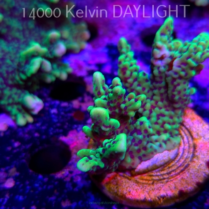 Montipora peltiformis (18.05.2025)  6cm