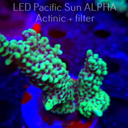 Montipora peltiformis (23.01.2025)  10cm