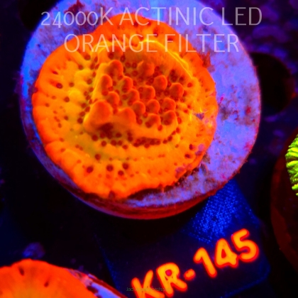 Montipora danae Jason Fox Flaming Phoenix (20.07.2026) KR-145  4cm