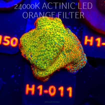 Montipora danae Jason Fox Fruity Pebbles (04.04.2026) H1-011  4cm