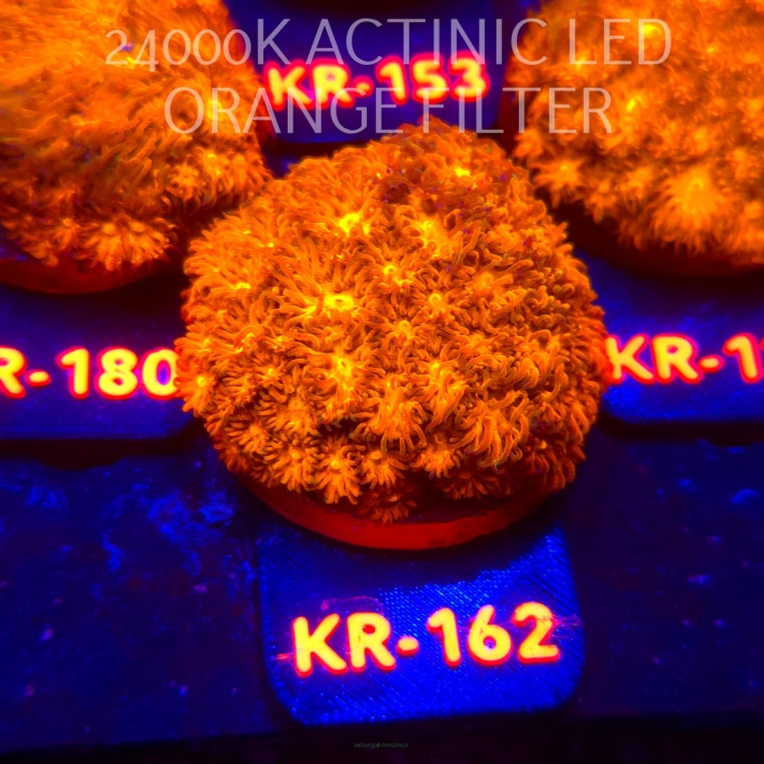 Leptastrea pruinosa JOHN DEERE (14.01.2026) KR-162  5cm