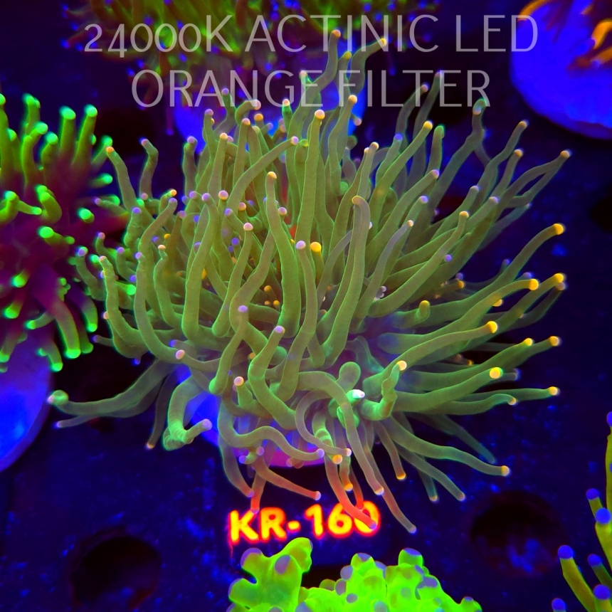 Euphyllia glabrescens ORANGE-PINK TIP (17.01.2026) KR-160