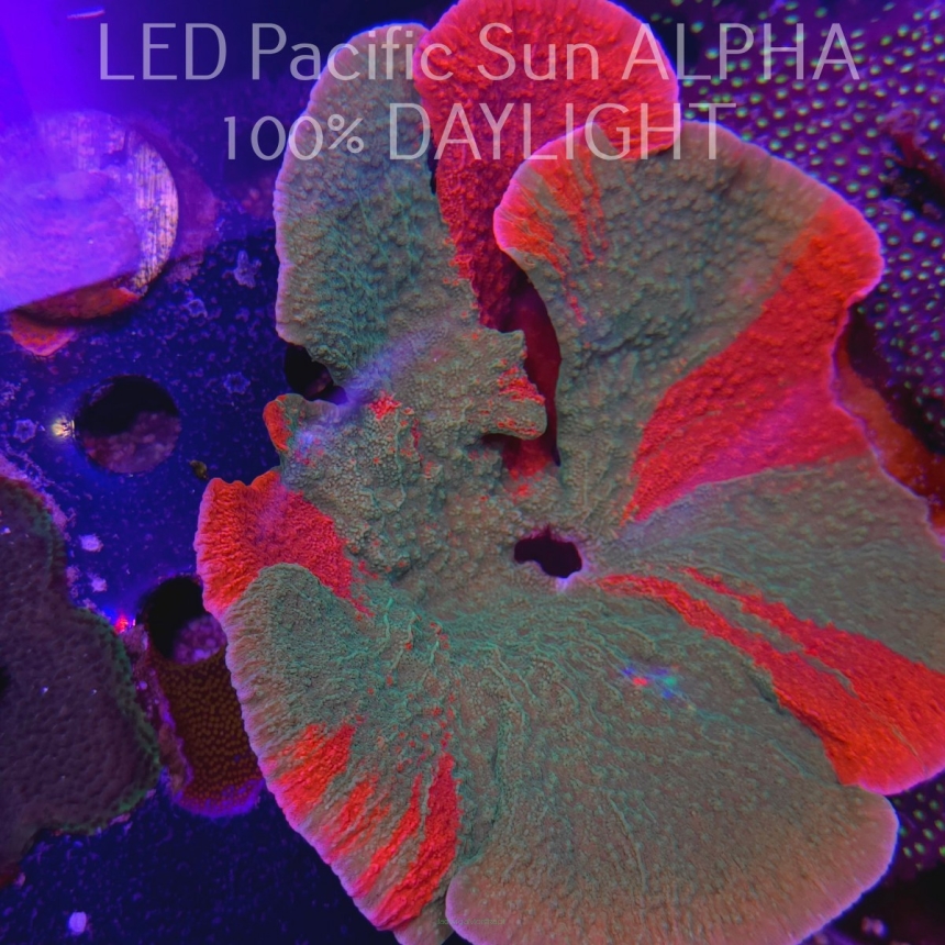 K.O. MONTIPORA GRAFTED GREEN  5-6cm