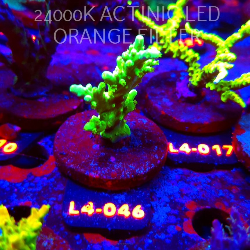 Acropora AUSTERA BANANA (07.01.2026) L4-046  6cm