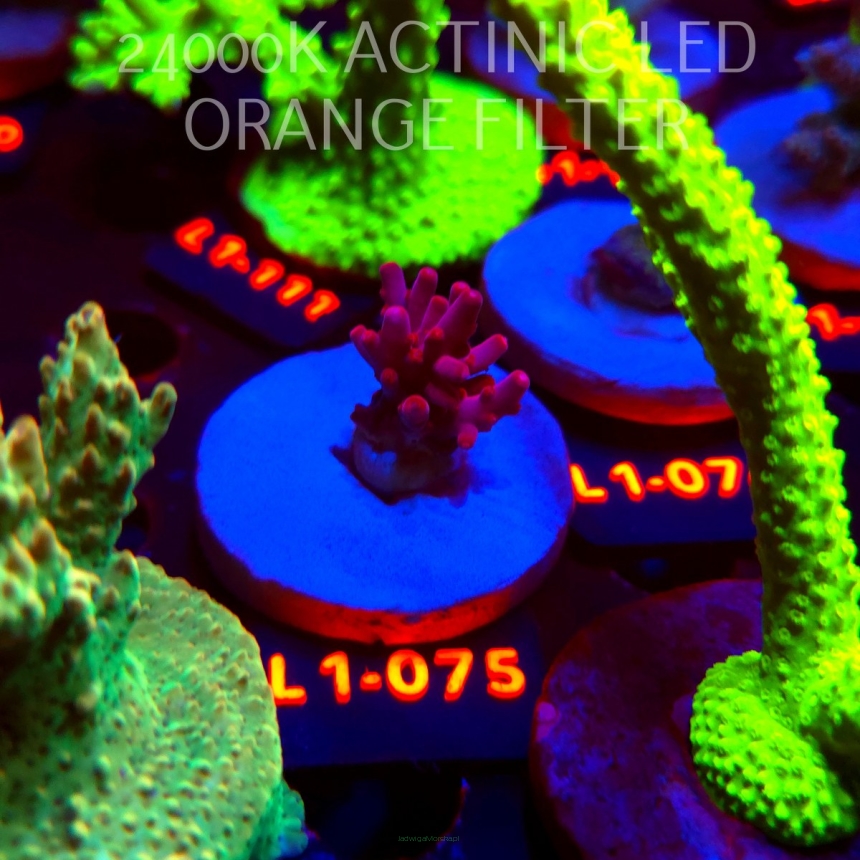 Acropora JMC PINK DREAM (02.08.2026) L1-075  2cm