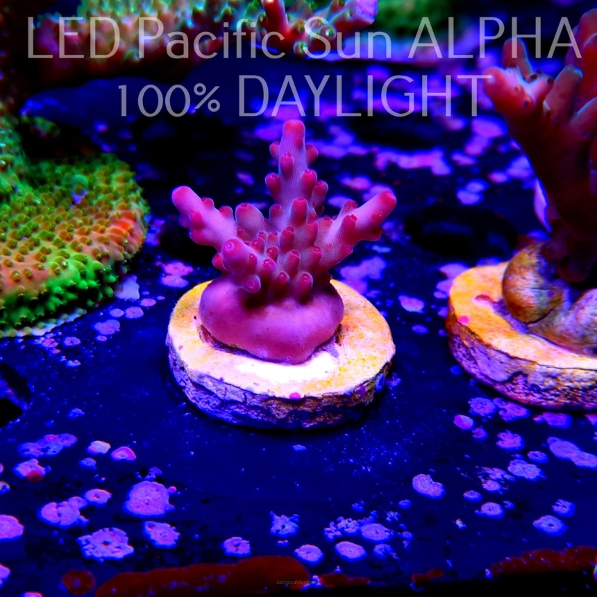 Acropora JMC PINK DREAM (03.09.2023) L2-III-24  3cm