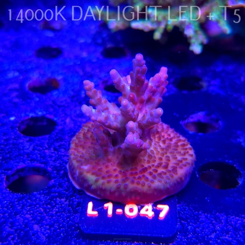 Acropora JMC PINK DREAM (11.10.2025) L1-047  5cm