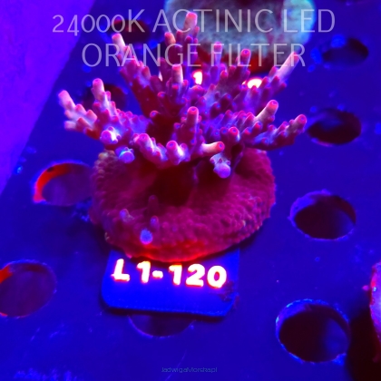 Acropora JMC PINK DREAM (14.03.2026) L1-120  6cm