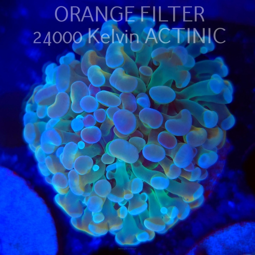 Euphyllia paraancora HOLOGRAM HAMMER (02.04.2025)
