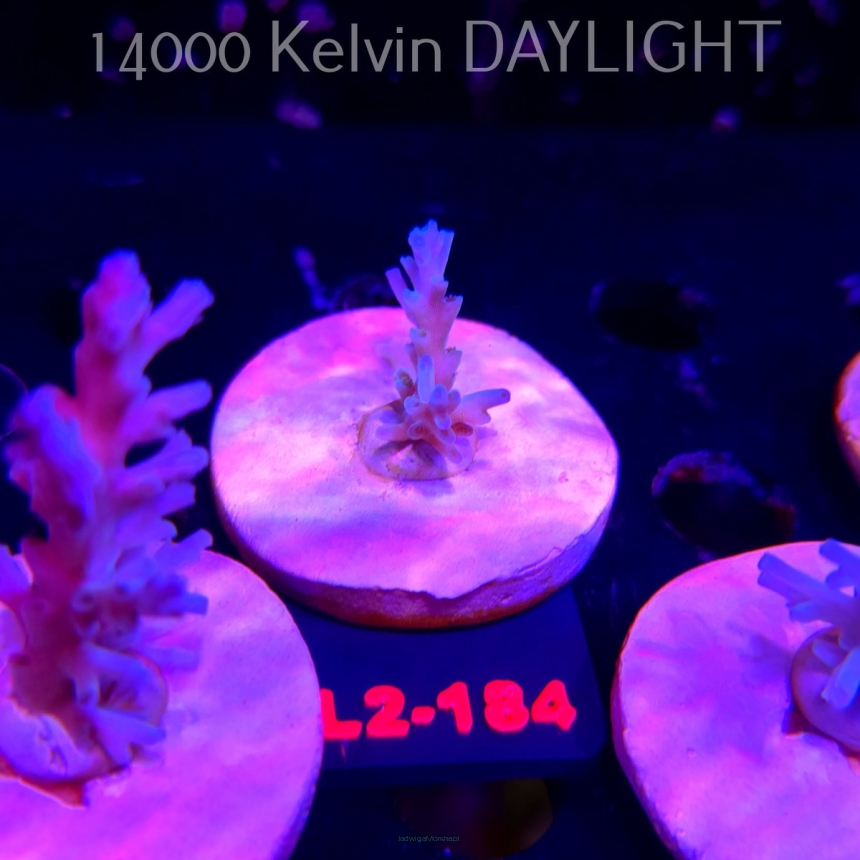 Acropora ECHINATA ICE FIRE CORAL SEA (14.08.2026) L2-184  3cm