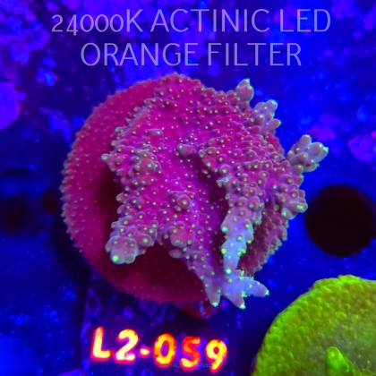 Acropora efflorescens TABLE ACRO (18.03.2026) L2-059  5cm