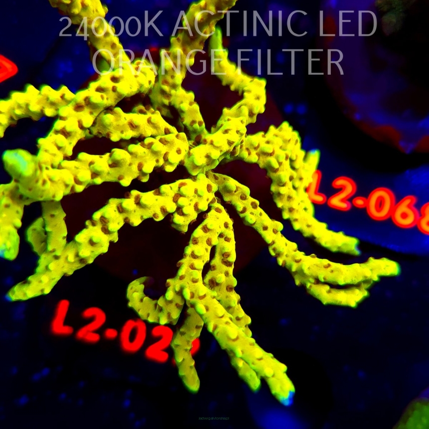 Anacropora WWC SLIMEBALL (19.03.2026) L2-022  12cm