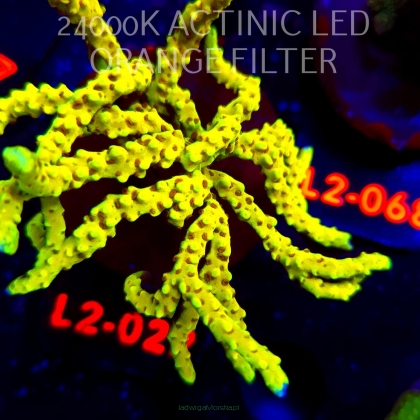 Anacropora WWC SLIMEBALL (19.03.2026) L2-022  12cm