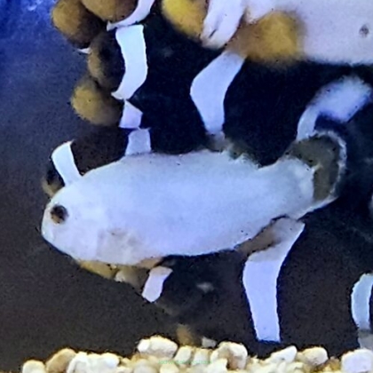 Amphiprion ocellaris WYOMING WHITE/FLURRY/EXTREME SNOWFLAKE 3 cm AQUACULTURE