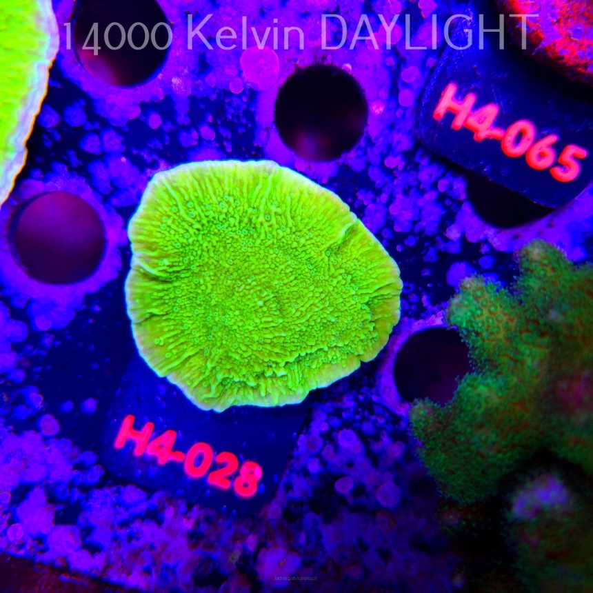 Montipora capricornis TOXIC GREEN (01.06.2026) H4-028  7cm