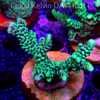 Montipora peltiformis (18.05.2025)  7cm