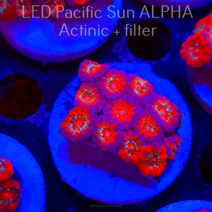 Acanthastrea lordhowensis BLUE LAVA  (26.01.2025)  4cm