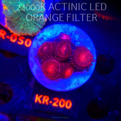 Zoanthus ALIEN EXPLOSION (01.02.2026) KR-200  7P