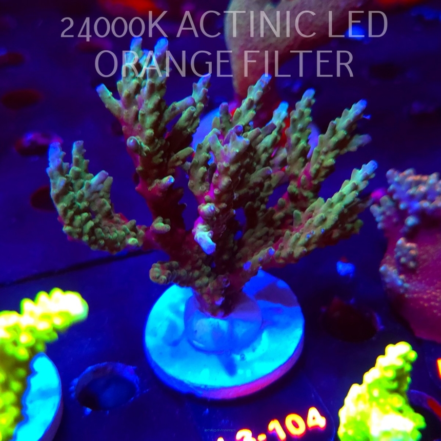 Acropora sp. AUSTRALIA (09.05.2026) L3-104  10cm