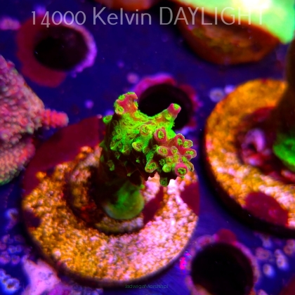 Acropora JMC SIGNATURE ABRO PRIV ACRO (08.04.2025) MM6-I-7  5cm