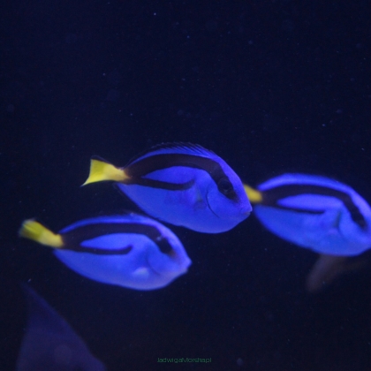 Paracanthurus hepatus 4cm
