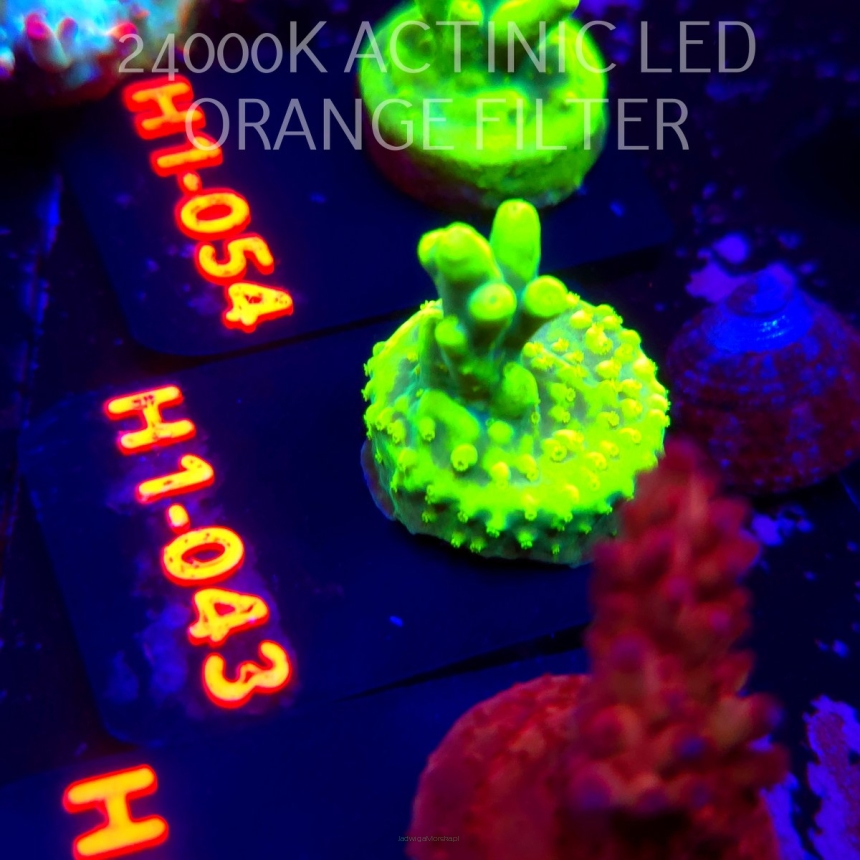 Acropora caroliniana (02.02.2026) H1-043  2.5cm