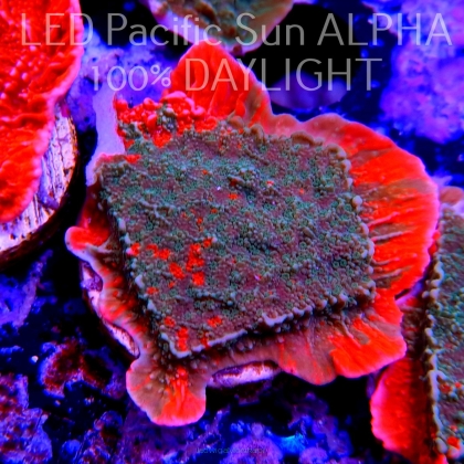 MONTIPORA GRAFTED RED-GREEN (14.06.2023) MM2-I-24  4cm