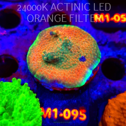 Acropora JMC SPECIAL (12.06.2026) M1-095  3cm