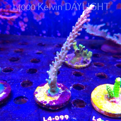 Acropora sp. AUSTRALIA (20.05.2026) L4-099  15cm